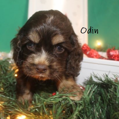 puppy, for, sale, Cocker Spaniel, Joe & Cherri  Overlease, dog, breeder, Miller, MO, dog-breeder, puppy-for-sale, forsale, nearby, find, puppyfind, locator, puppylocator, aca